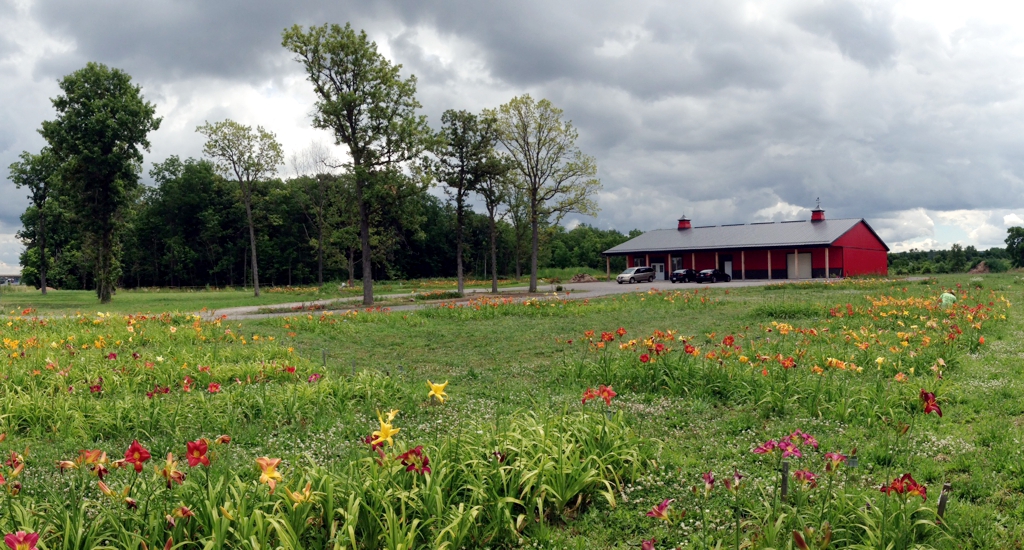 Dynamic Daylilies July 2014