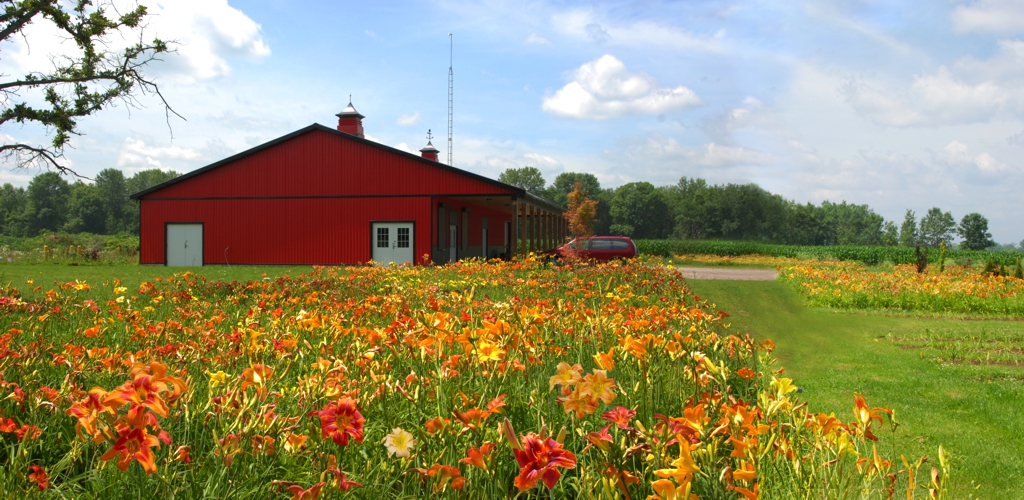 The Barn in full bloom, Mid July, 2015
