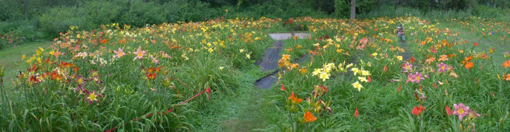The garden 2010