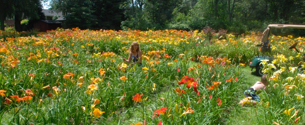 Weeding the gardens in Lowbanks, July 2013