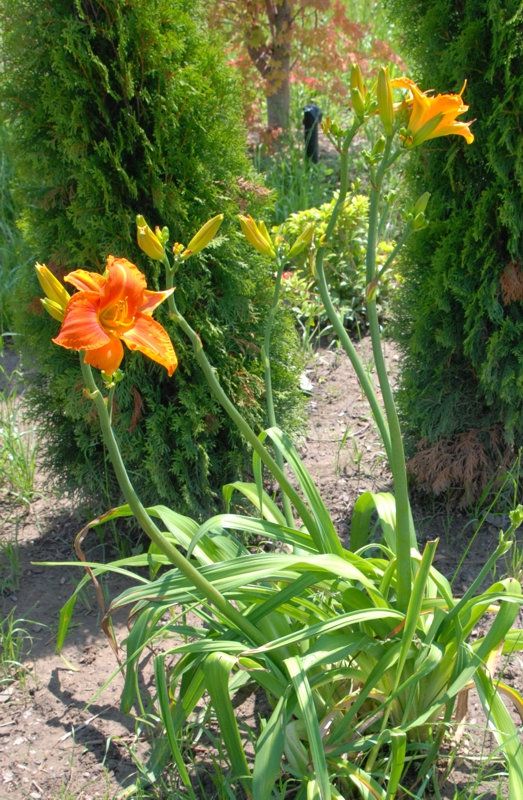 Dragon Flame Plant