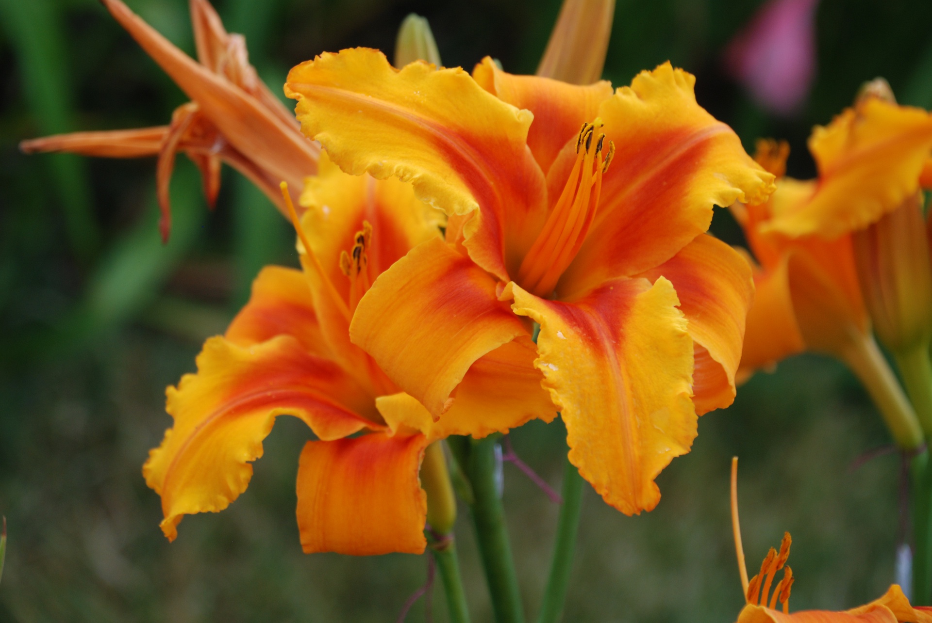 Rebeccas Rhapsody Plant