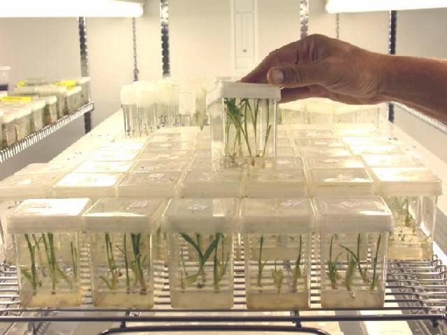 Tissue Culture